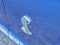 2008 Ford Mustang Shelby GT500